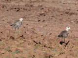 American Golden-Plovers: Bartow Co., GA