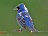 Blue Grosbeak: Bartow Co., GA