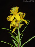 Sandhills St. Johnswort: Hypericum lloydii