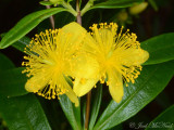 Shrubby St. Johnswort: <i>Hypericum prolificum</i>