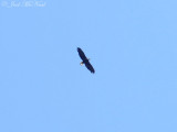 Bald Eagle: Bartow Co., GA
