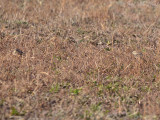 Horned Lark (left) & Lapland Longspur (right): Bartow Co., GA