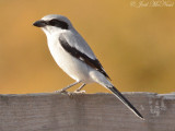 Loggerhead Shrike: Bartow Co., GA