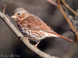 Fox Sparrow: Cobb Co., GA