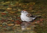 Chipping Sparrow