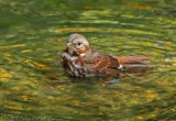 Fox Sparrow