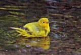 Yellow Warbler