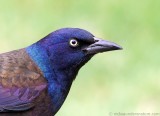 Common Grackle