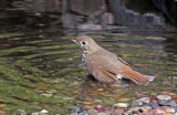 Hermit Thrush