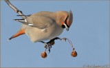 Bohemian Waxwing