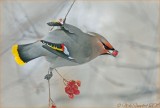 Bohemian Waxwing