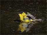 Wilsons Warbler