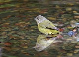 Nashville Warbler