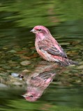 Purple Finch