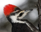 Pileated Woodpecker