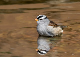 White-crowned Sparrow