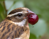 Rose-breasted Grosbeak