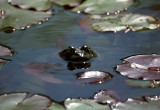 frog and lillies