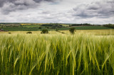 summer wheat