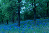 texas bluebonnets in bloom