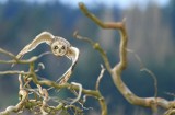 owls