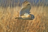 31 SHORT EARED OWL JAN 9 2016-JIM BASINGER.jpg