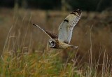 SHORT EARED OWLS