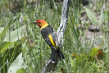 Western Tanager.jpg