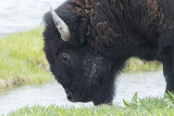 prelim_yellowstone_2013