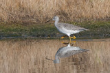 Greater yellowlegs.jpg