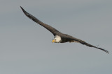 Bald Eagle.jpg