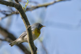 Northern Parula.jpg