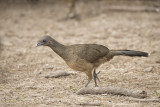Plain Chachalaca.jpg