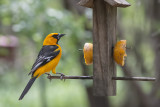 Altamira Oriole.jpg