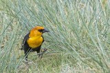 Yellow-headed Blackbird.jpg