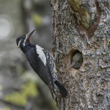 Williamsons sapsucker with chick.jpg