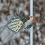 Red-bellied female.jpg