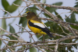 Evening Grosbeak.jpg