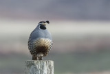 California Quail.jpg