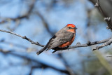 Vermillion Flycatcher.jpg