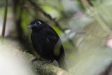 Zeledons Antbird.jpg