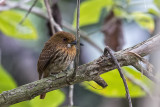 White-whiskered Puffbird.jpg