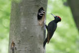 Black Woodpecker - Zwarte Specht