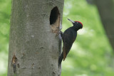 Black Woodpecker - Zwarte Specht