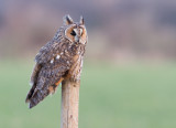 Long-eared Owl - Ransuil