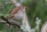 Common Nightingale - Nachtegaal