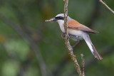 Red-backed Shrike - Grauwe Klauwier