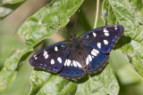 Blauwe IJsvogelvlinder