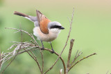 Red-backed Shrike - Grauwe Klauwier