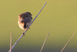 Stejnegers Stonechat - Stejneger Roodborsttapuit